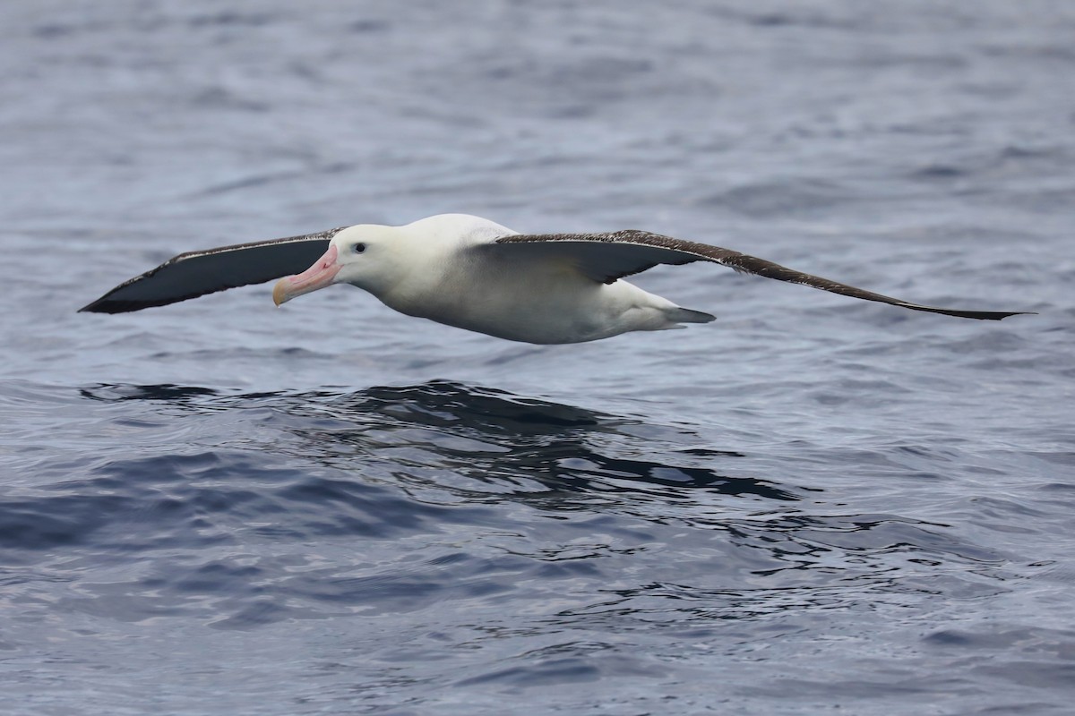 Albatros de las Antípodas (gibsoni) - ML620915100