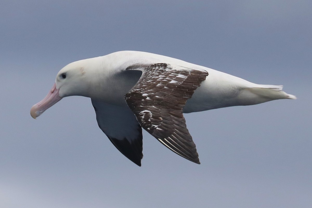 Albatros de las Antípodas (gibsoni) - ML620915101