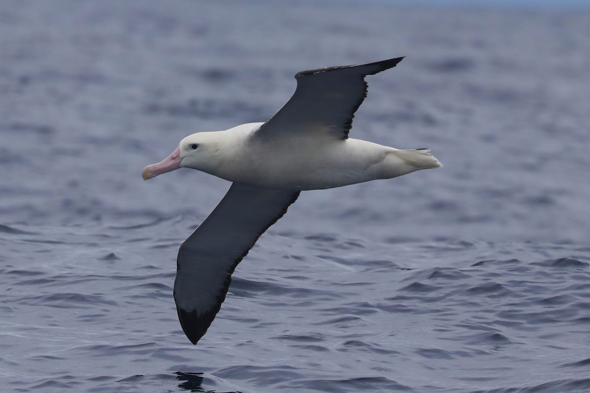 Albatros de las Antípodas (gibsoni) - ML620915102