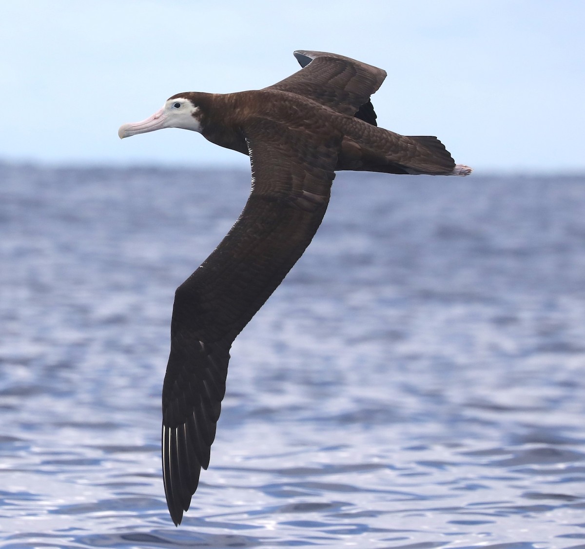 albatros jižní (ssp. gibsoni) - ML620915103