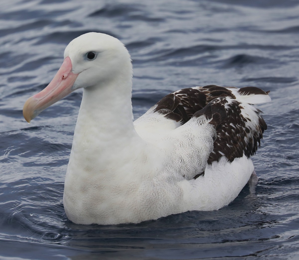 Albatros de las Antípodas (gibsoni) - ML620915104