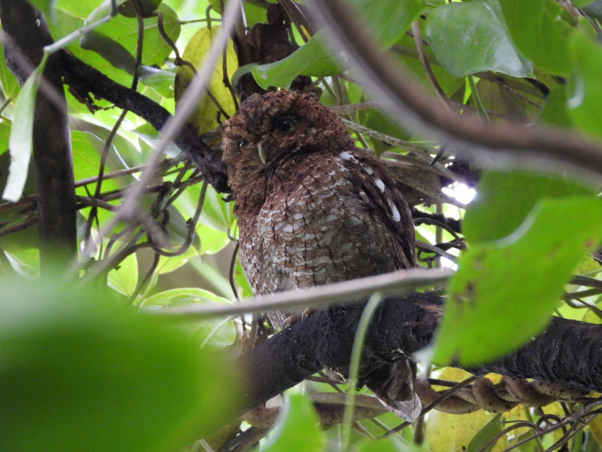 Bare-shanked Screech-Owl - ML620915105