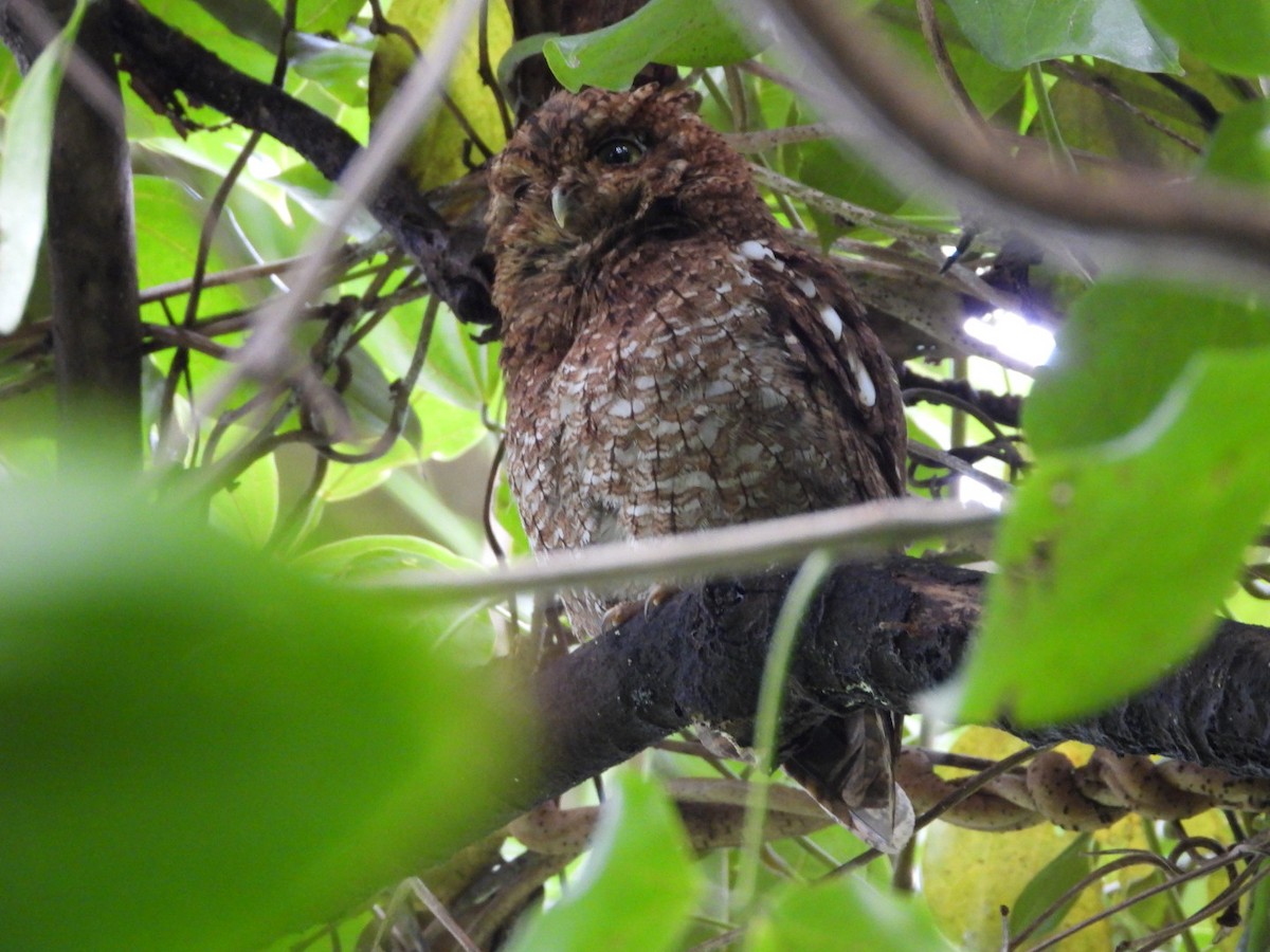 Bare-shanked Screech-Owl - ML620915108