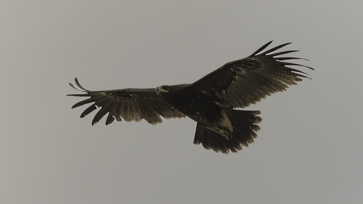 Greater Spotted Eagle - ML620915113