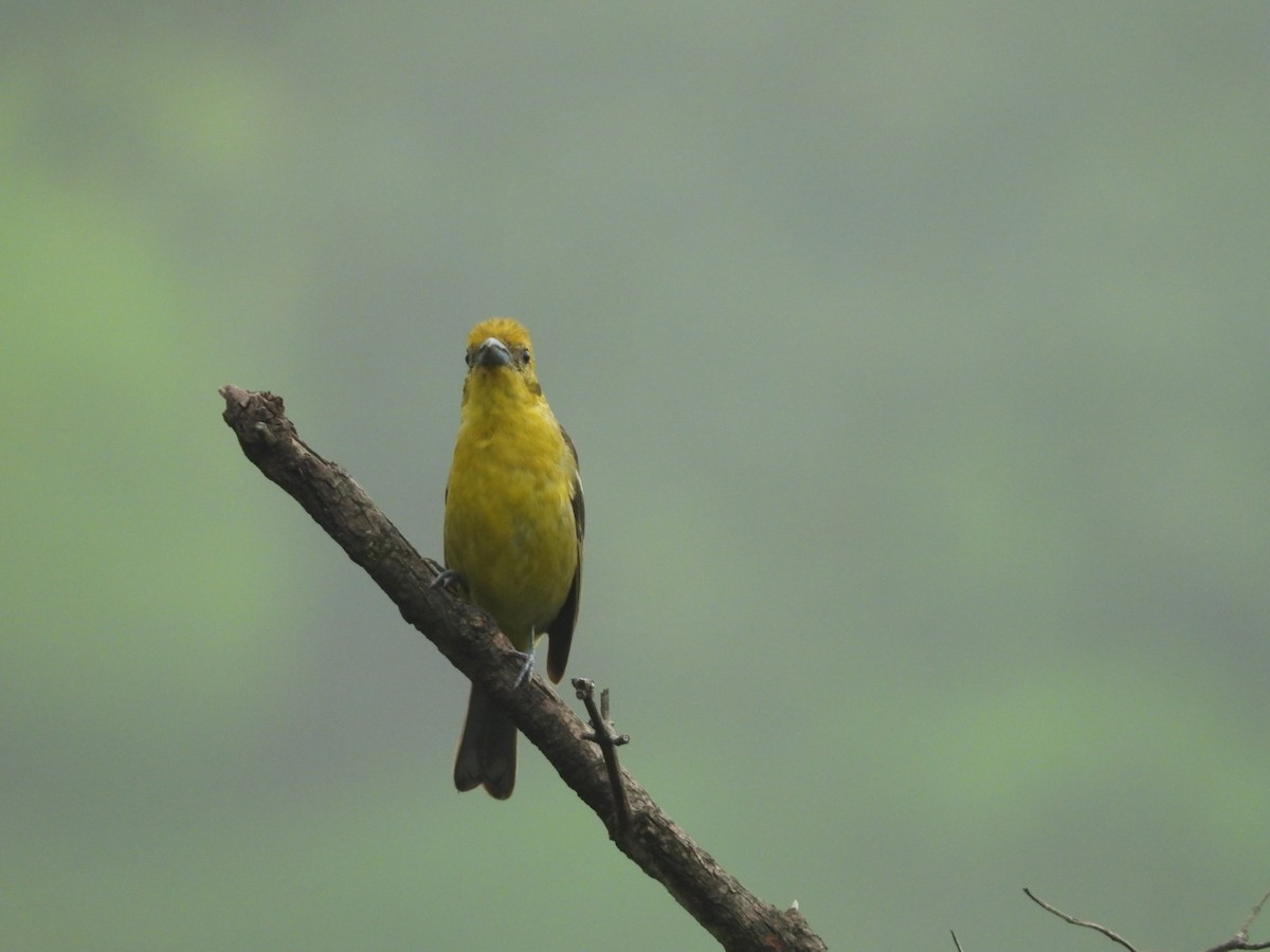 Flame-colored Tanager - ML620915138
