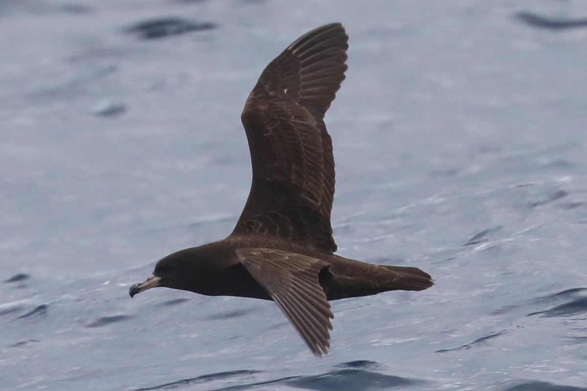 Flesh-footed Shearwater - ML620915152