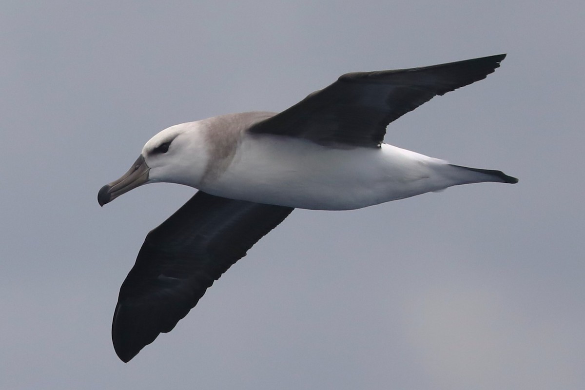 Black-browed Albatross - ML620915168