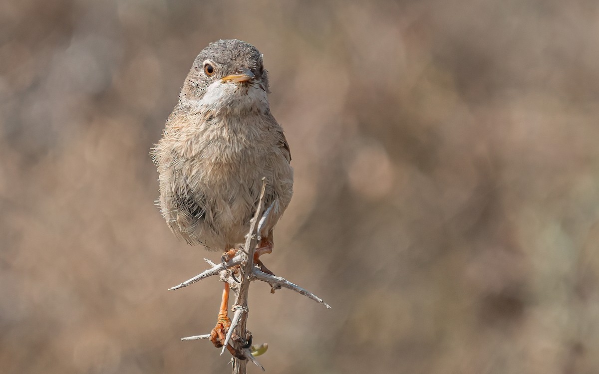 Spectacled Warbler - ML620915200