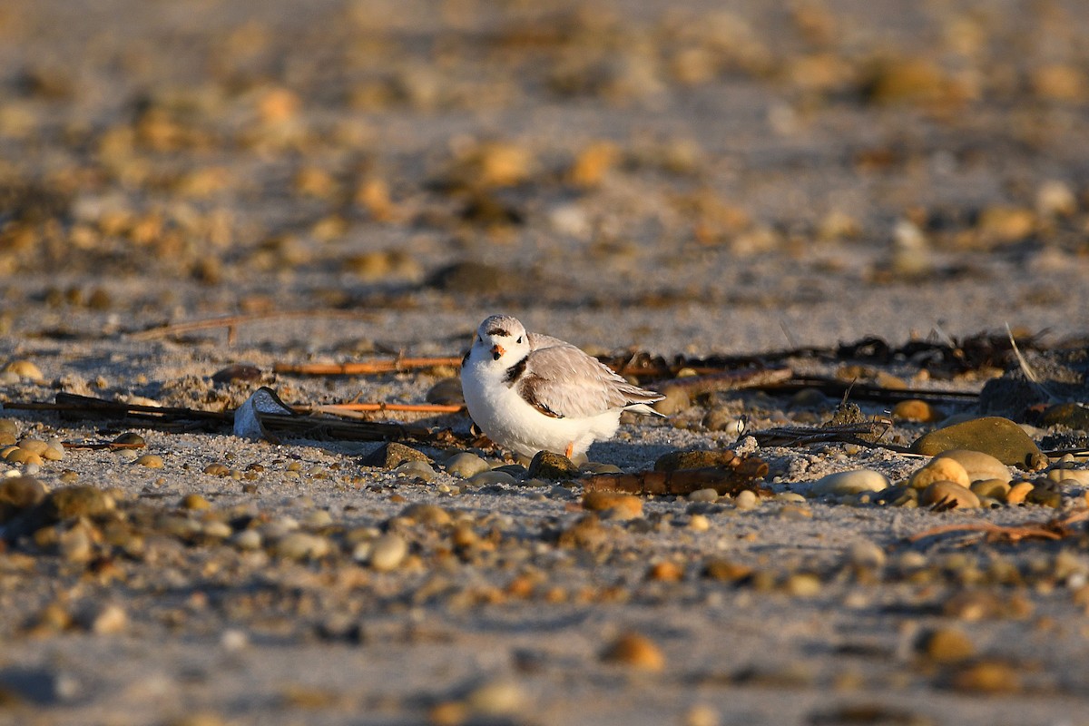 Piping Plover - ML620915201
