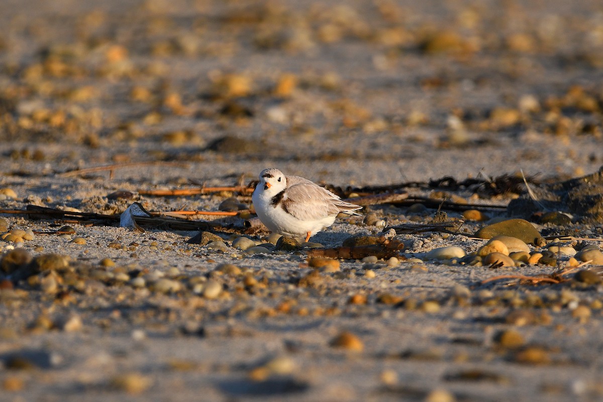 Piping Plover - ML620915202