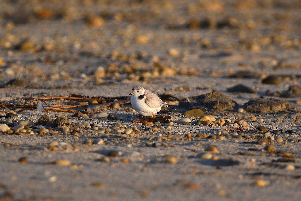 Piping Plover - ML620915203