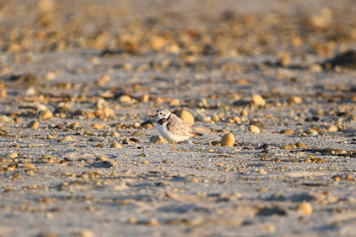 Piping Plover - ML620915204