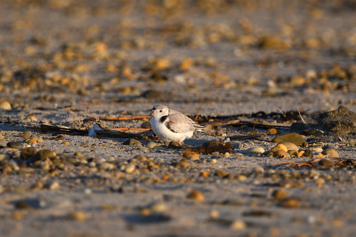 Piping Plover - ML620915205