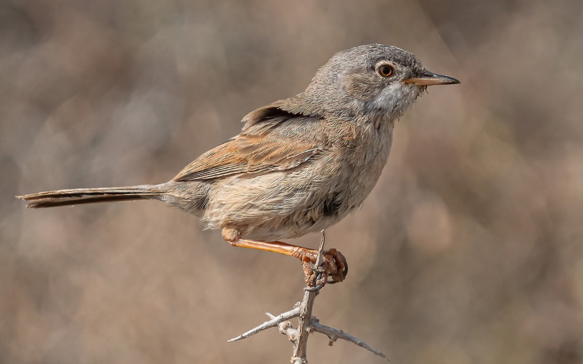 Spectacled Warbler - Wouter Van Gasse
