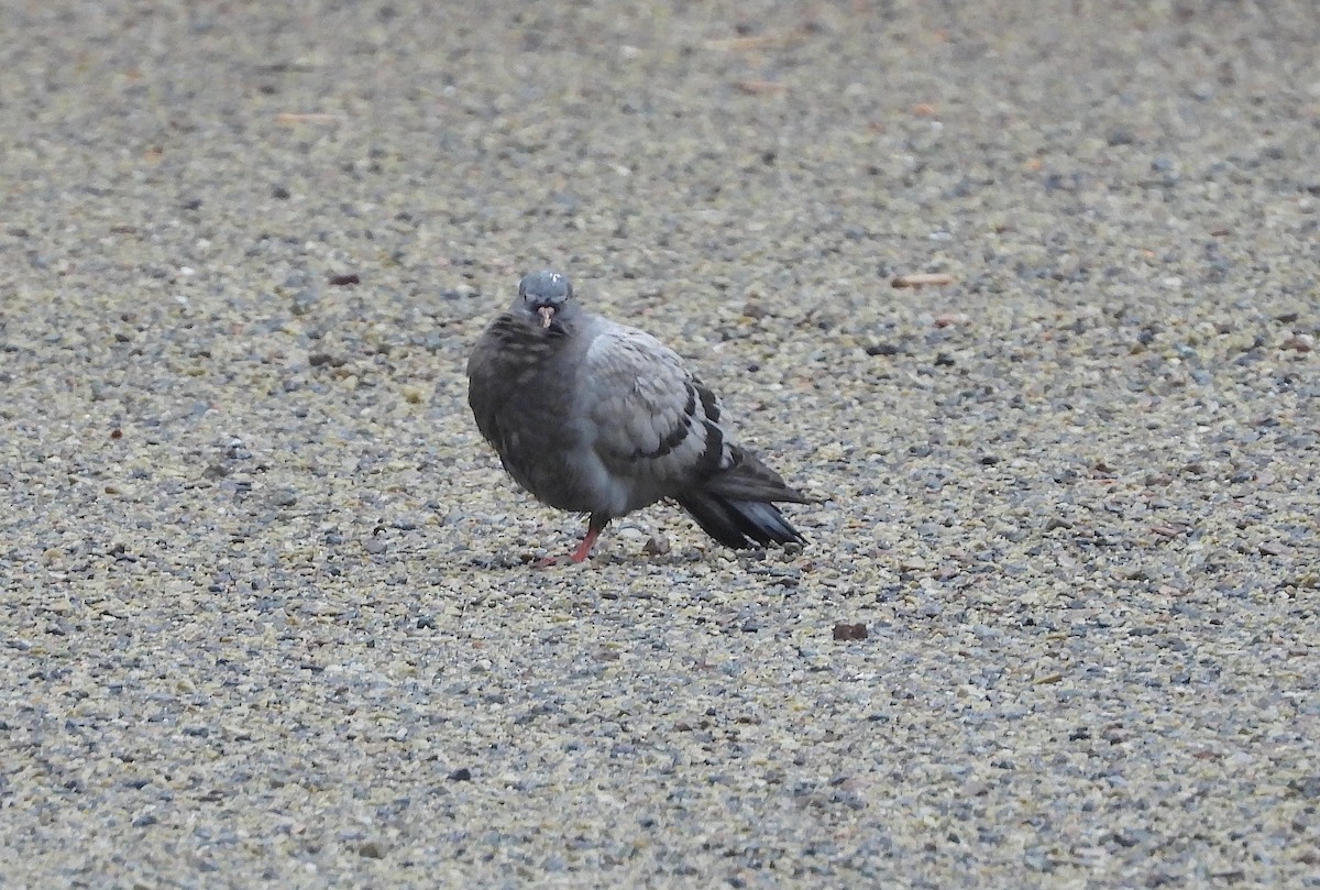 Rock Pigeon (Feral Pigeon) - ML620915208