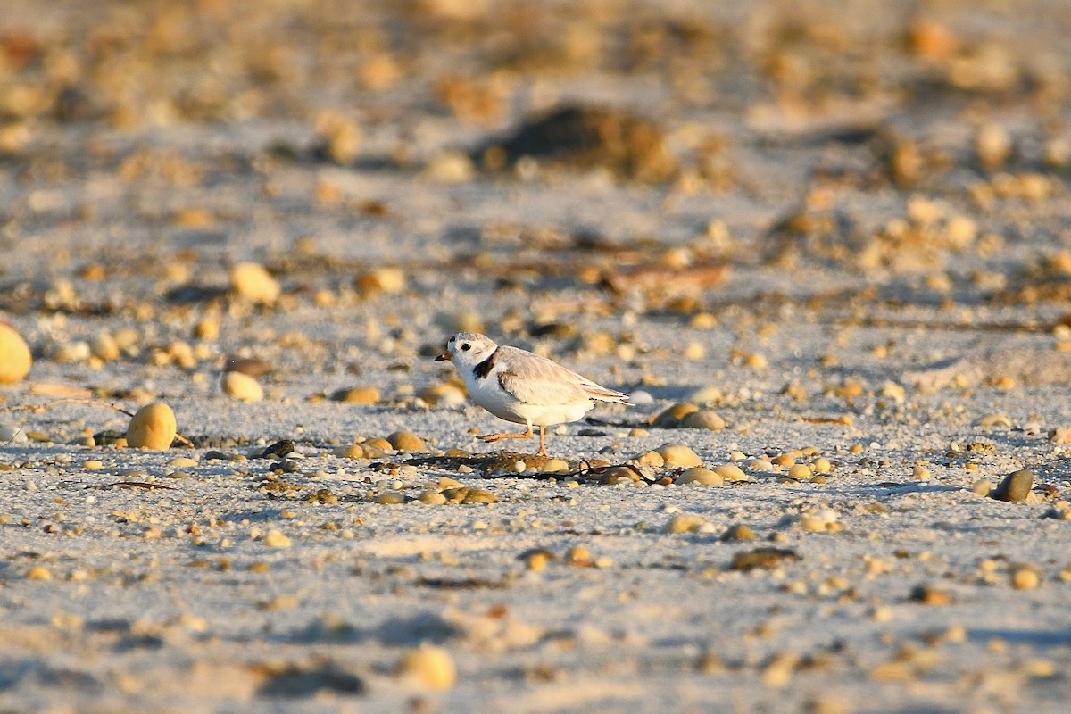 Piping Plover - ML620915211