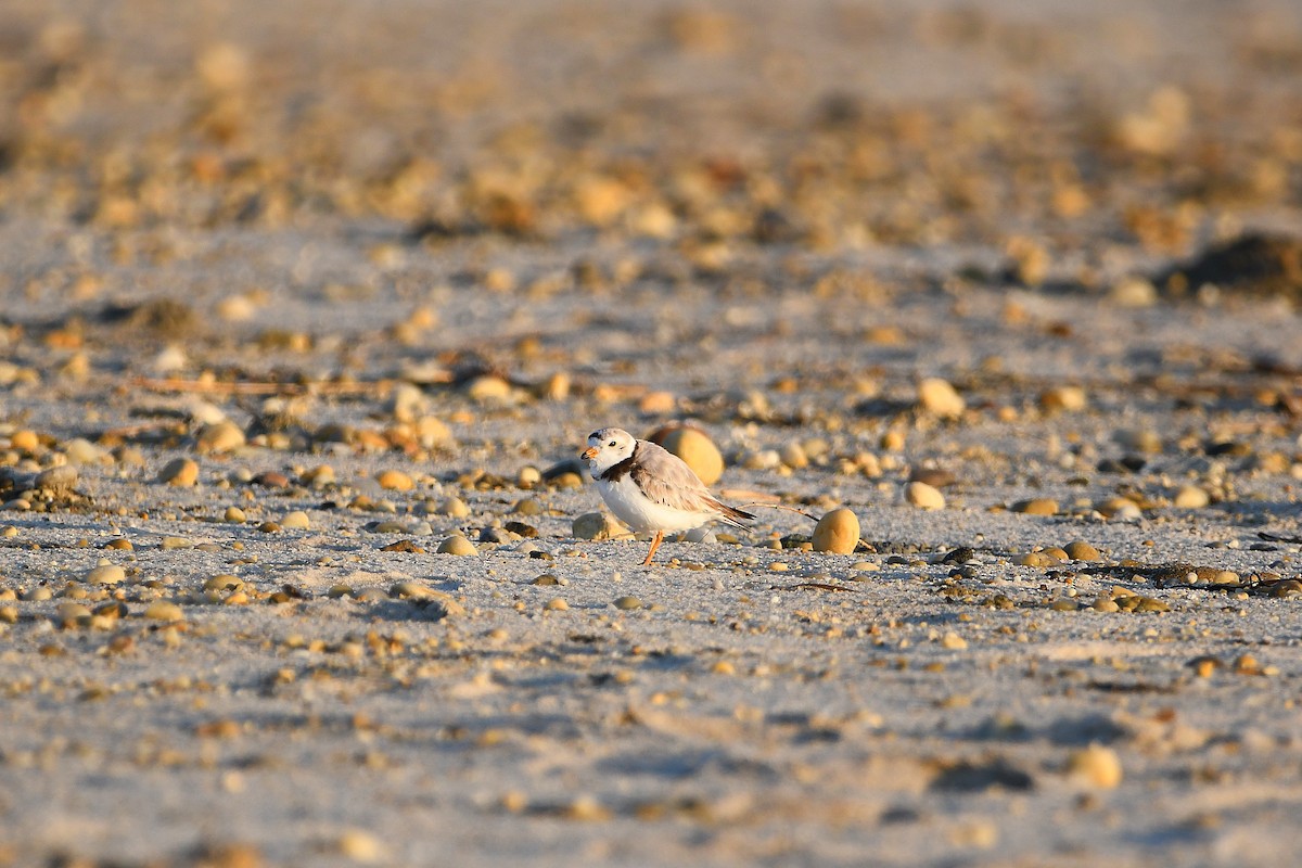 Piping Plover - Ari Weiss