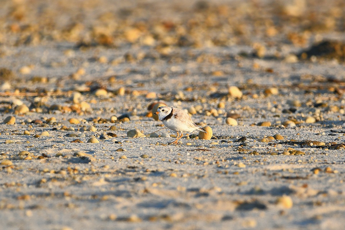 Piping Plover - ML620915213