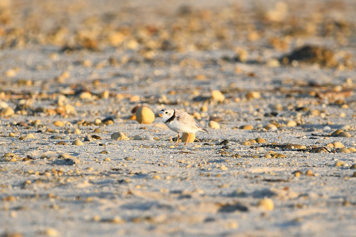 Piping Plover - ML620915214