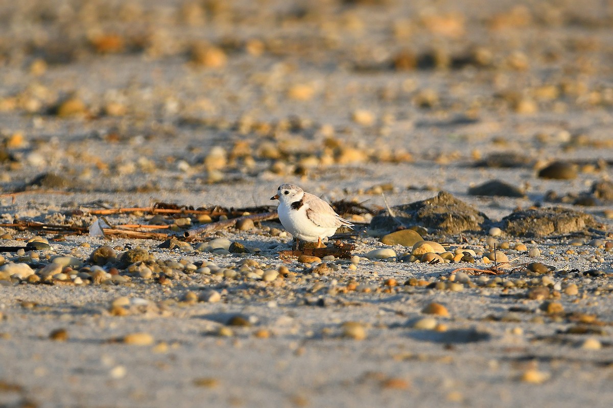 Piping Plover - ML620915215