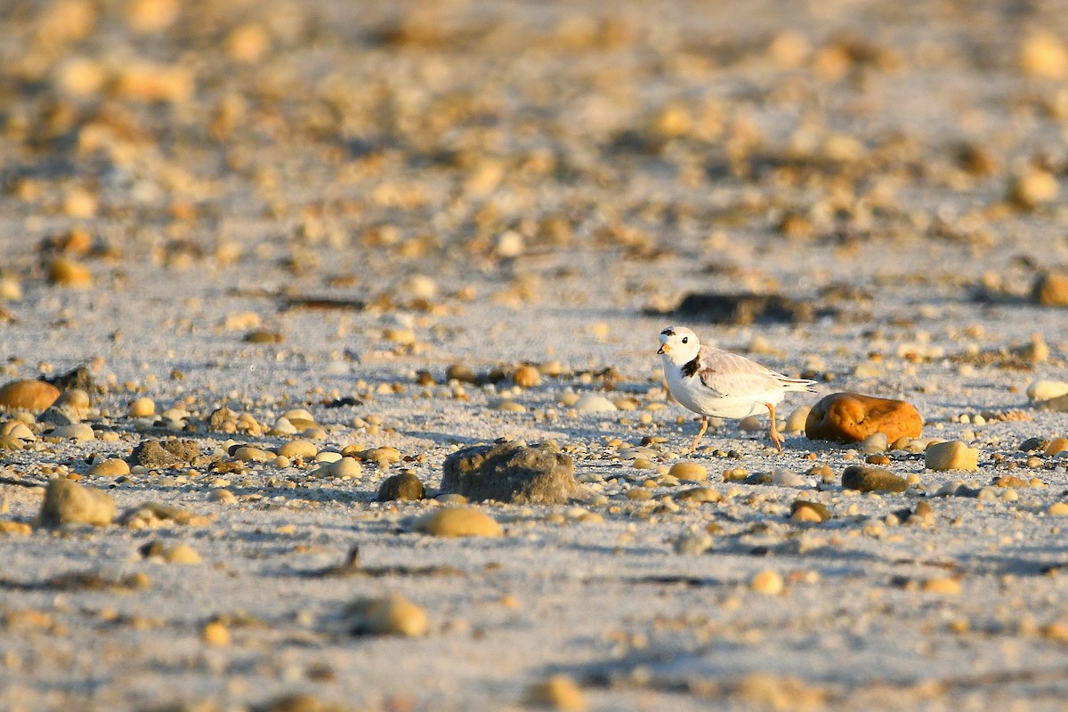 Piping Plover - ML620915216