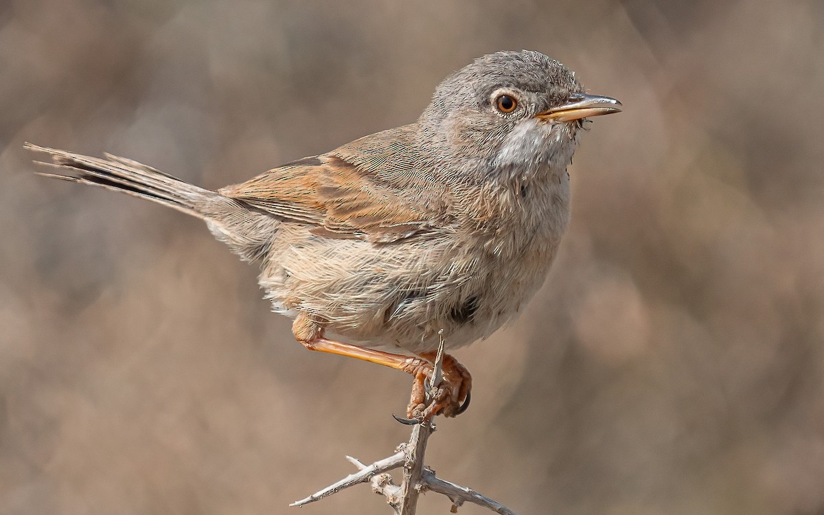 Spectacled Warbler - ML620915219
