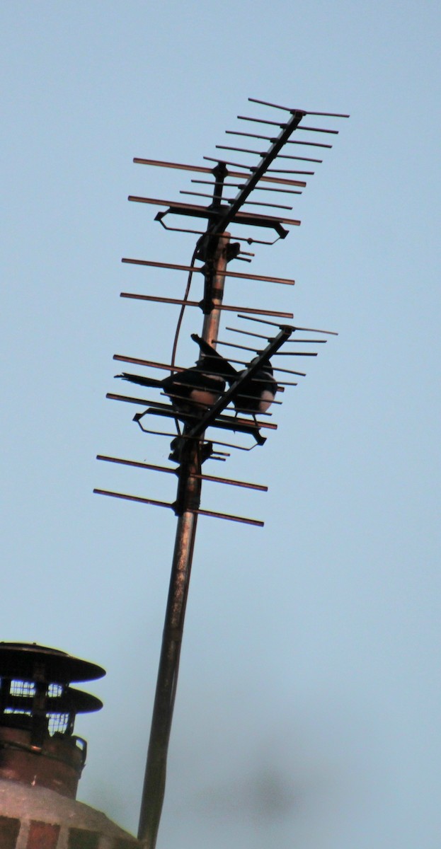 Eurasian Magpie (Eurasian) - ML620915220