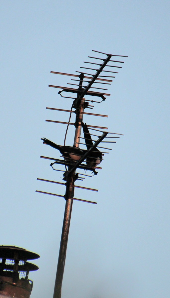 Eurasian Magpie (Eurasian) - ML620915221