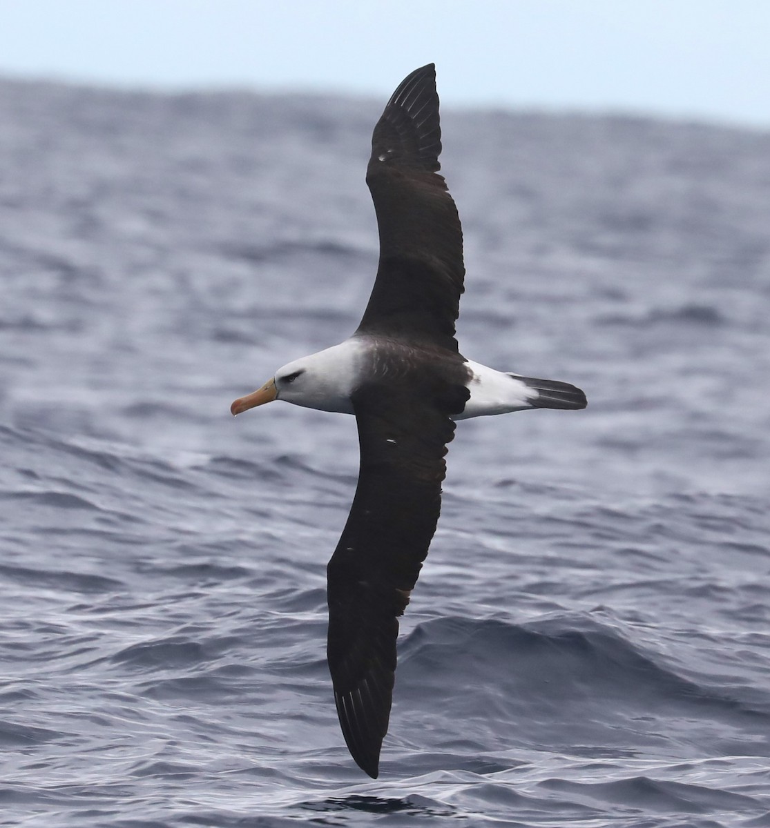 albatros černobrvý (ssp. impavida) - ML620915228