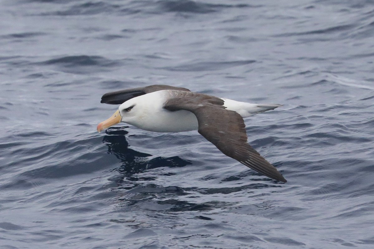 albatros černobrvý (ssp. impavida) - ML620915229