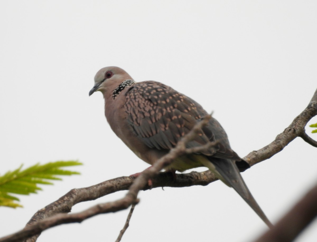 Spotted Dove - ML620915235