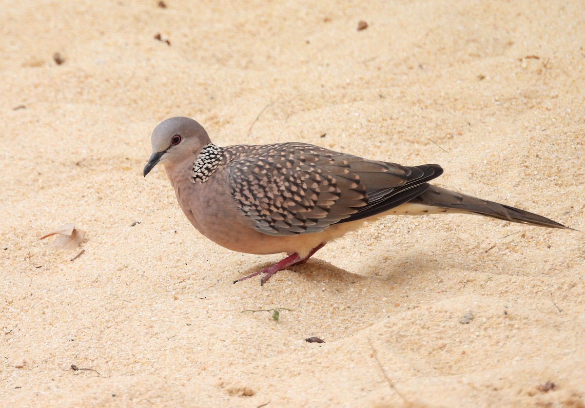Spotted Dove - ML620915236