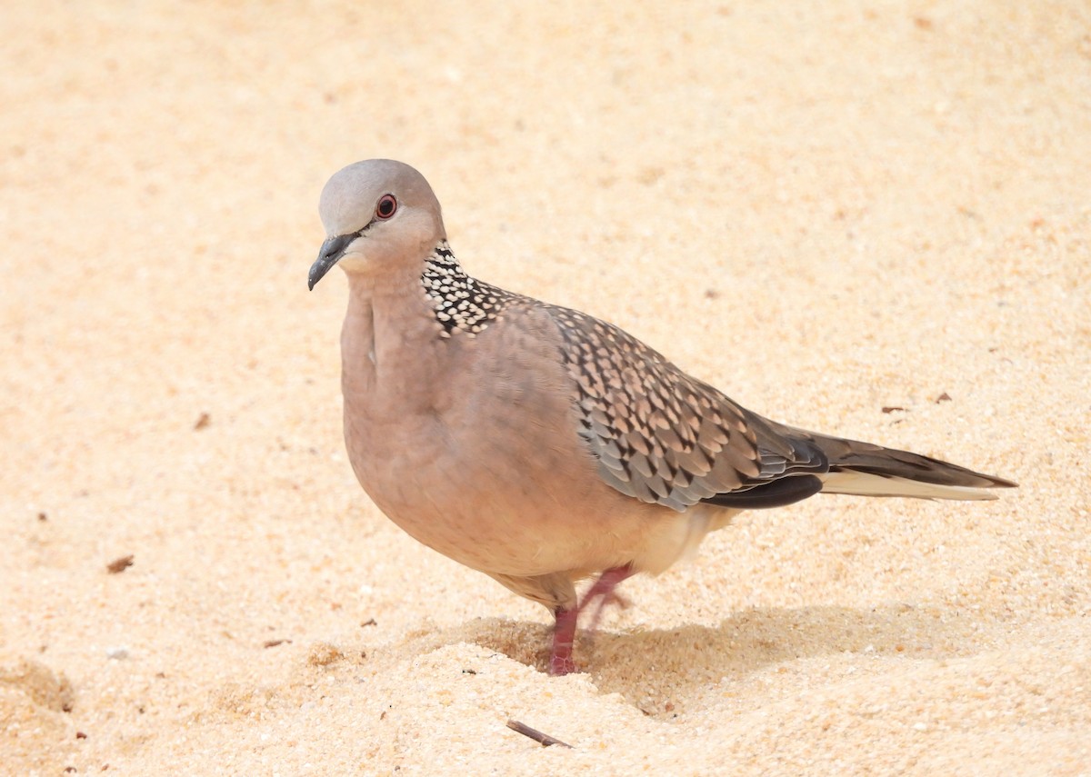 Spotted Dove - ML620915237