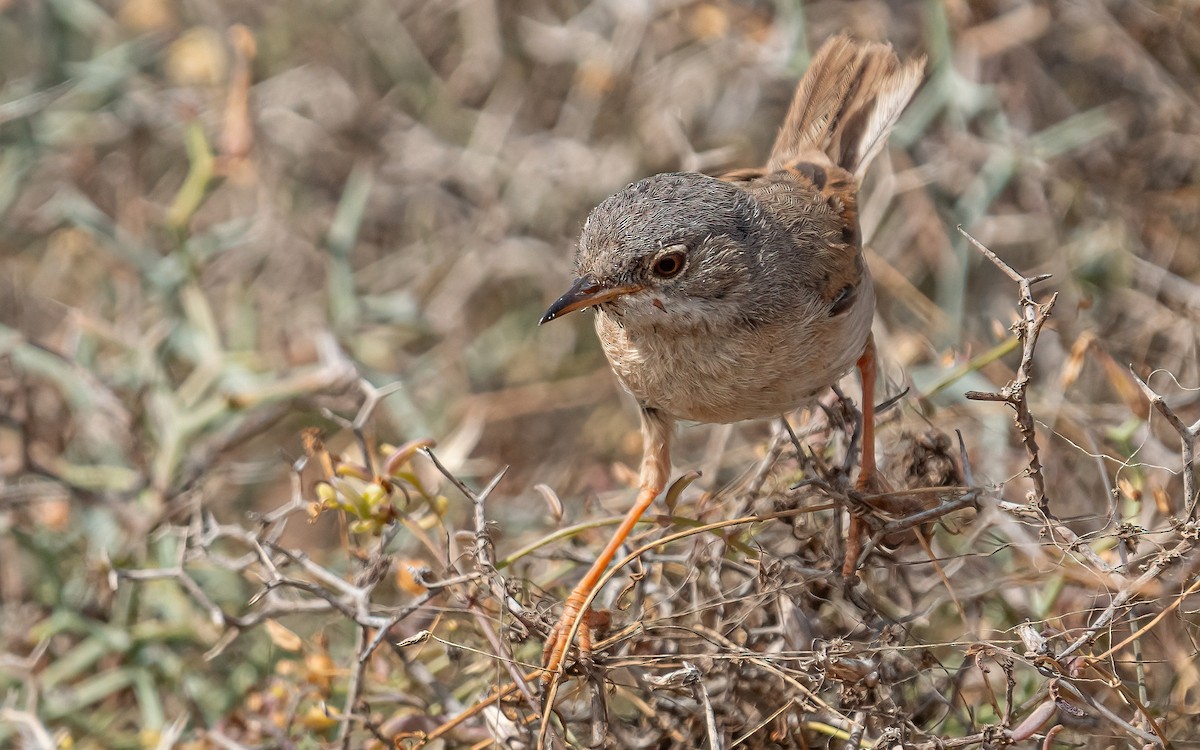 Spectacled Warbler - ML620915238