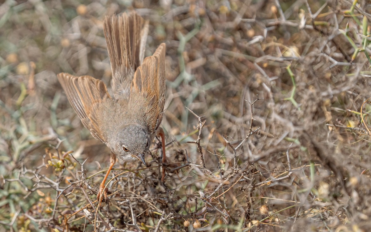Spectacled Warbler - ML620915243