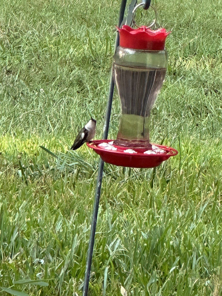 Ruby-throated Hummingbird - ML620915248