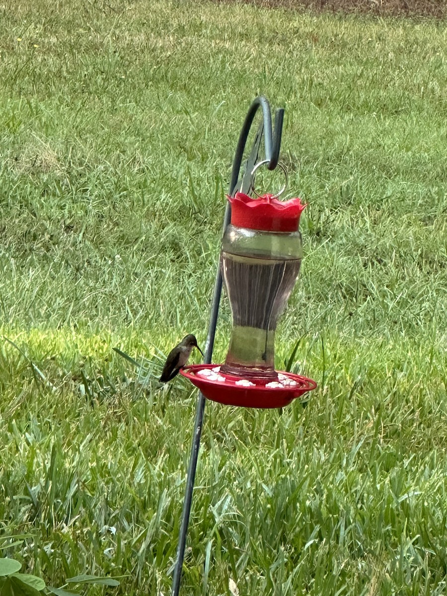 Ruby-throated Hummingbird - ML620915250