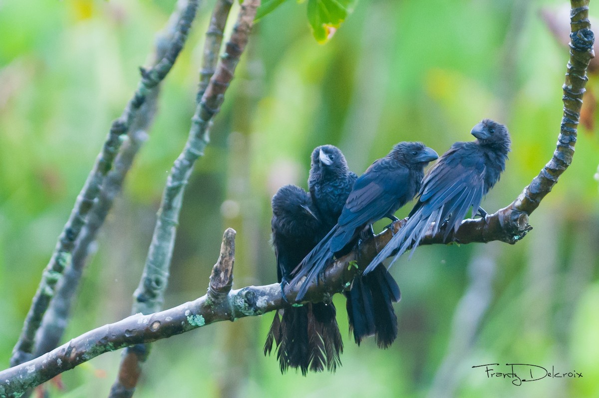 Smooth-billed Ani - ML62091531