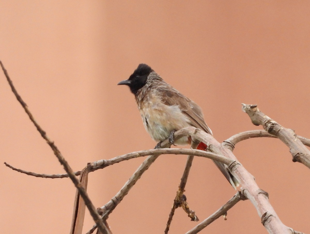 Red-vented Bulbul - ML620915317