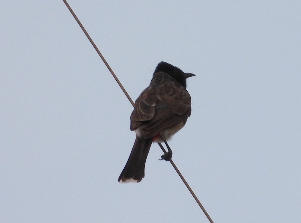 Red-vented Bulbul - ML620915318