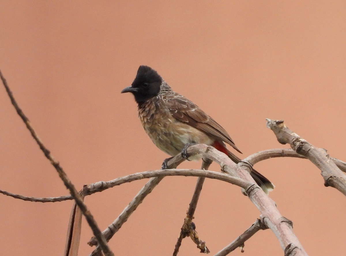 Red-vented Bulbul - ML620915319