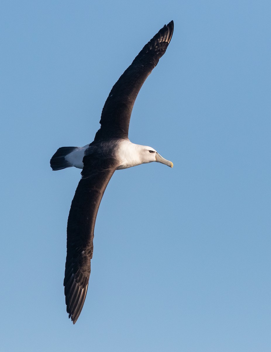 Albatros à cape blanche - ML620915344