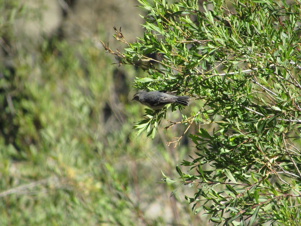 Cinereous Conebill - ML620915349