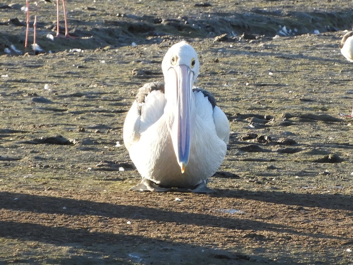 pelikán australský - ML620915350