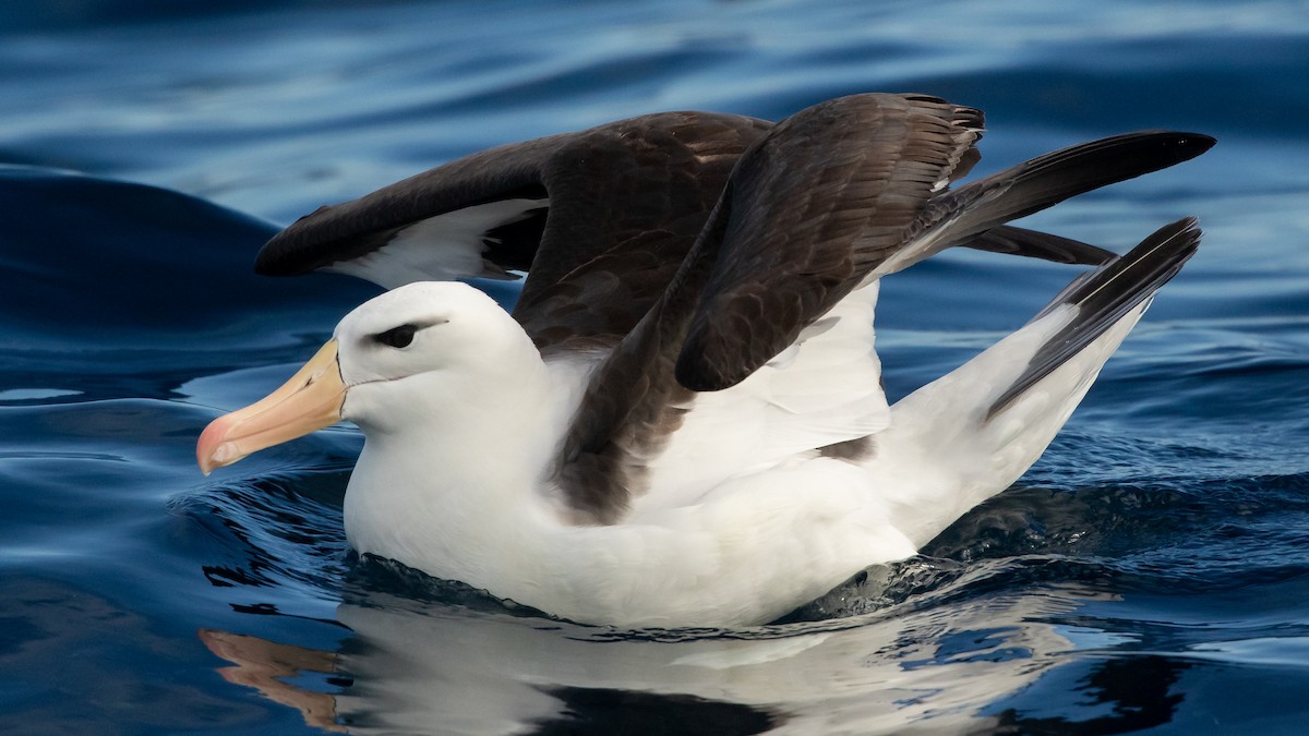Albatros à sourcils noirs (melanophris) - ML620915351