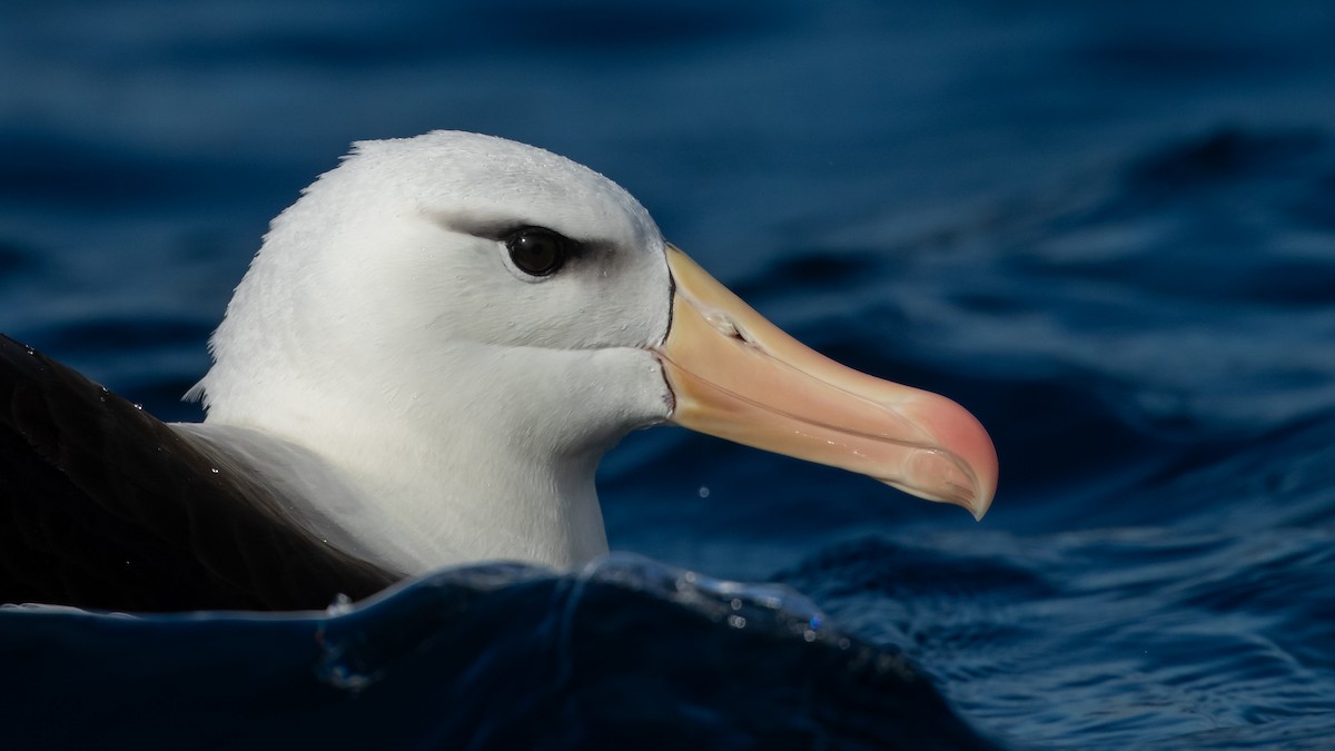 albatros černobrvý (ssp. melanophris) - ML620915352