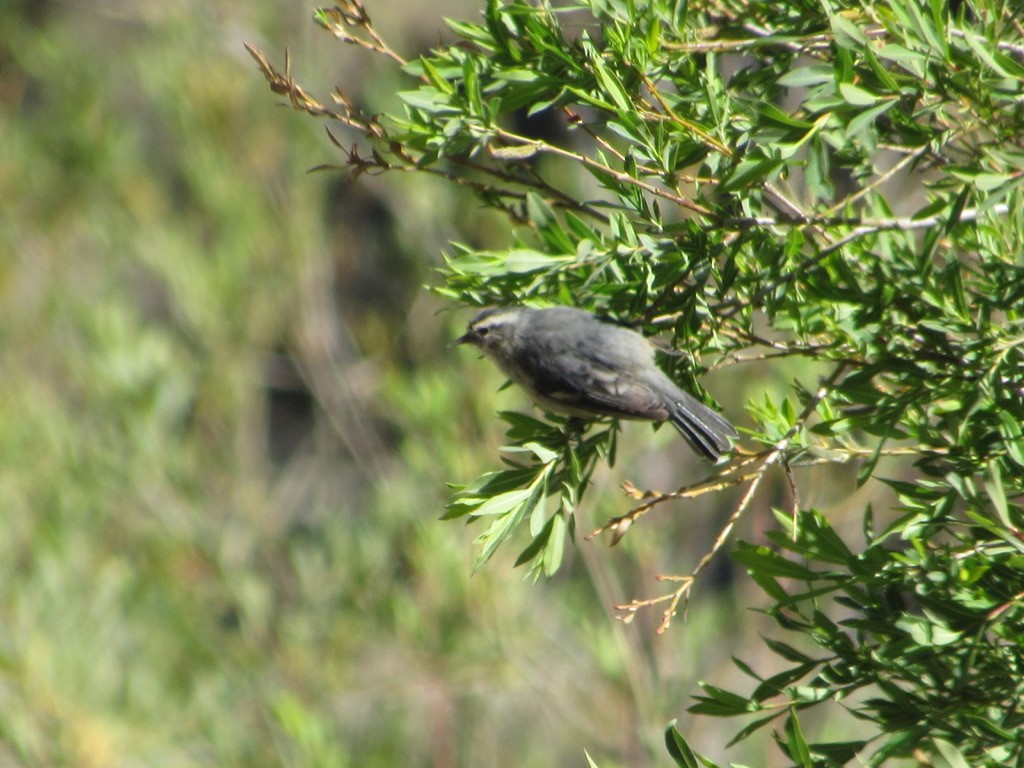 Cinereous Conebill - ML620915353