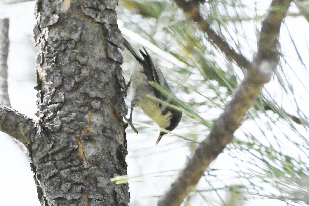 Pygmy Nuthatch - ML620915356