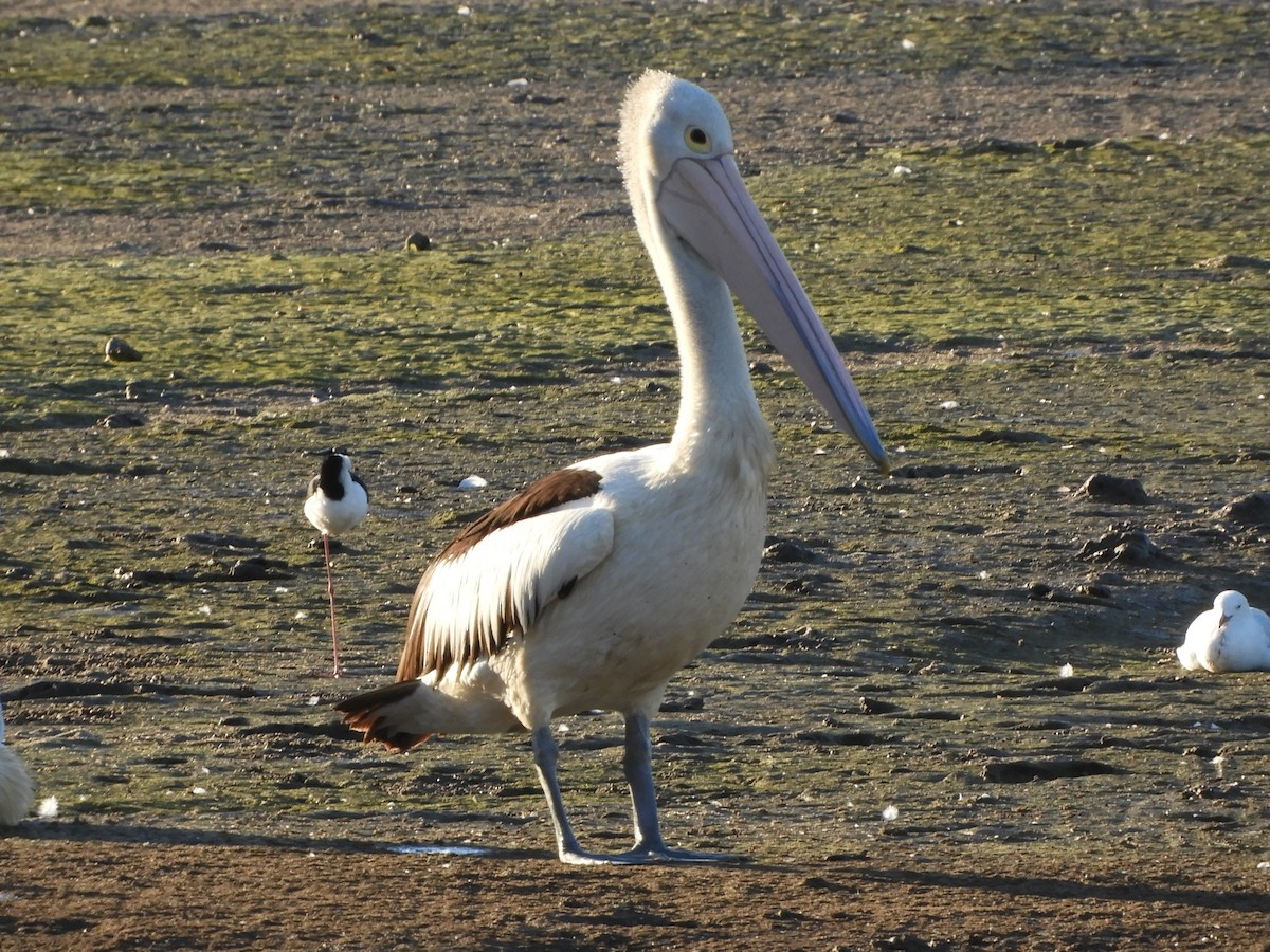 pelikán australský - ML620915357