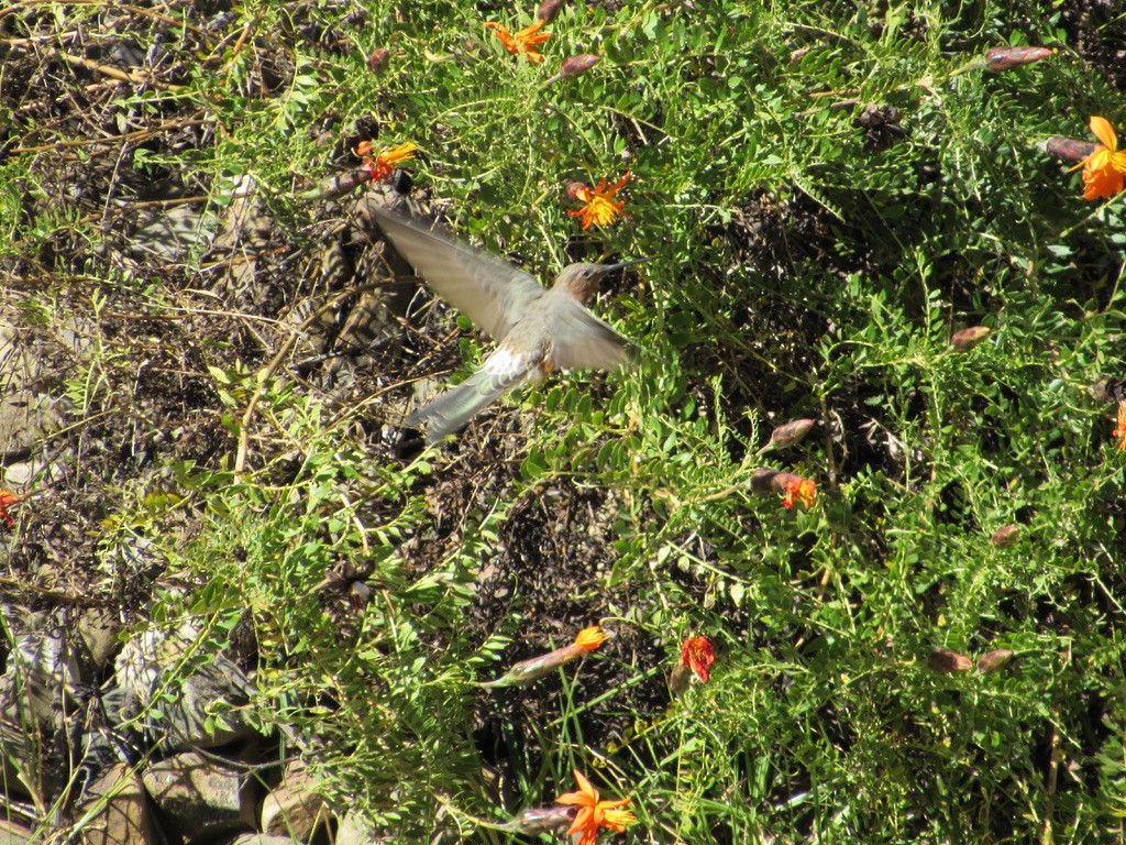 Colibri géant - ML620915360